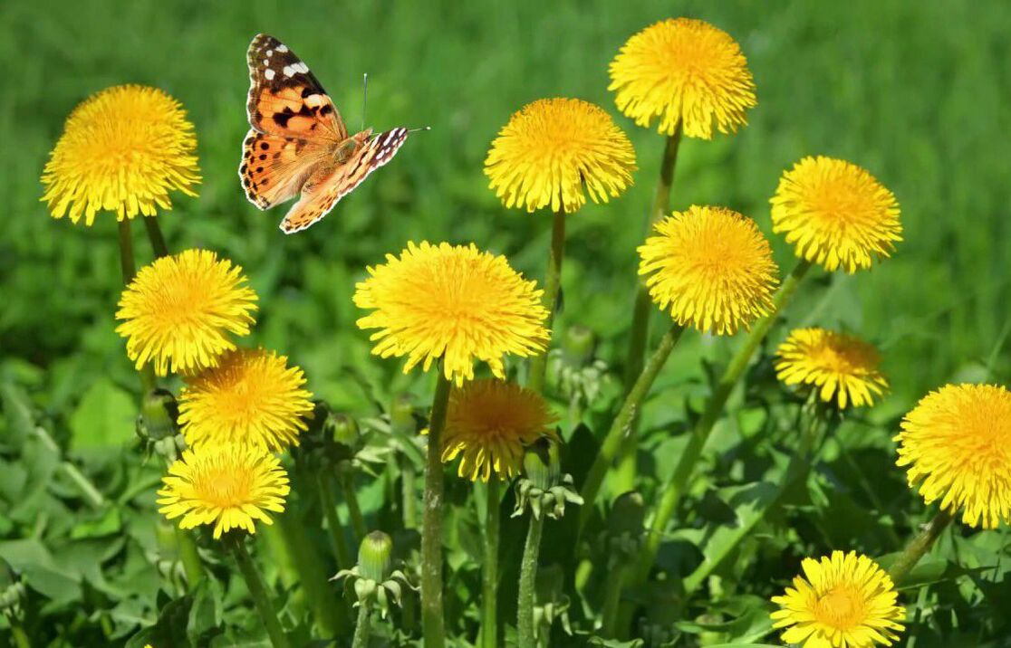 a collection of dandelions for the treatment of papillomas and warts