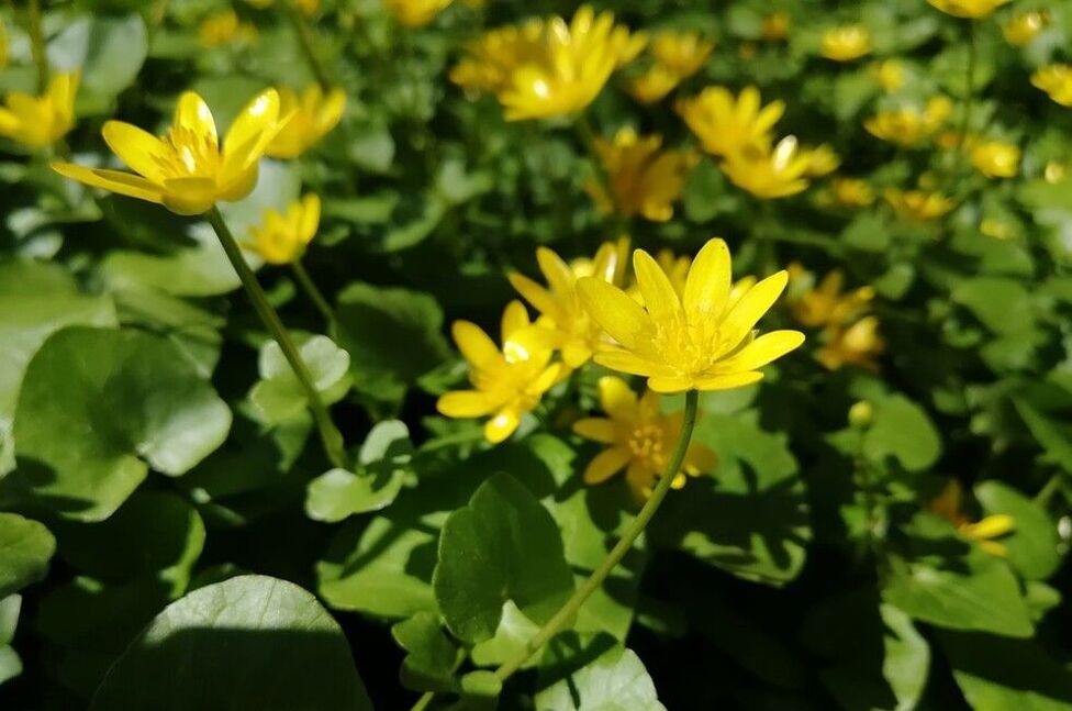 celandine against papillomas and warts