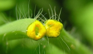 how to get rid of papillomas with celandine