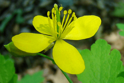 celandine herb flower to remove papilloma